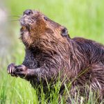 Beavers to Return to Nene Wetlands after 400 Years!
