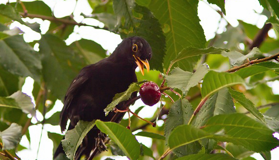 Blackbird with cherry