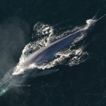 Majestic Blue Whales Return to the Seychelles!