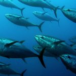 Bluefin Tuna Back in UK Waters!